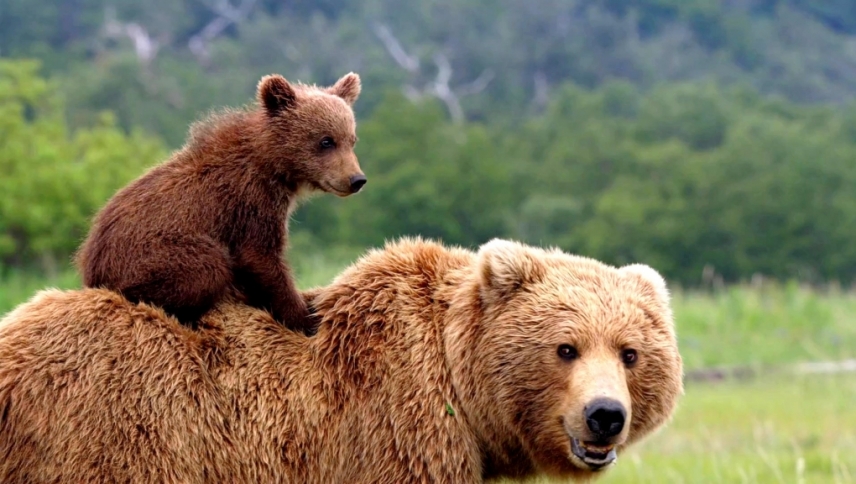 დათვები / Bears